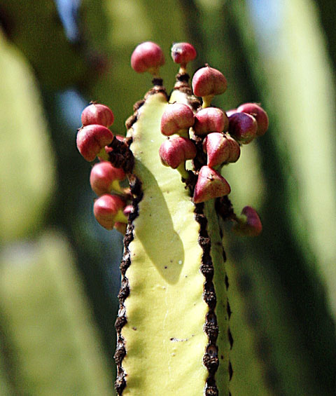 E. excelsa fruit; Photographed by Johannes Vogel